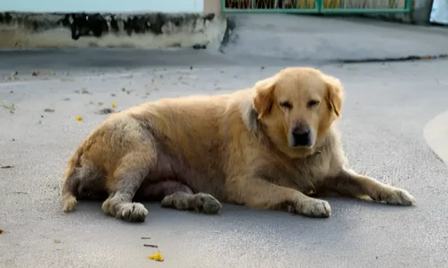 Golden Retriever Skin Diseases: Causes, Solutions, & Prevention