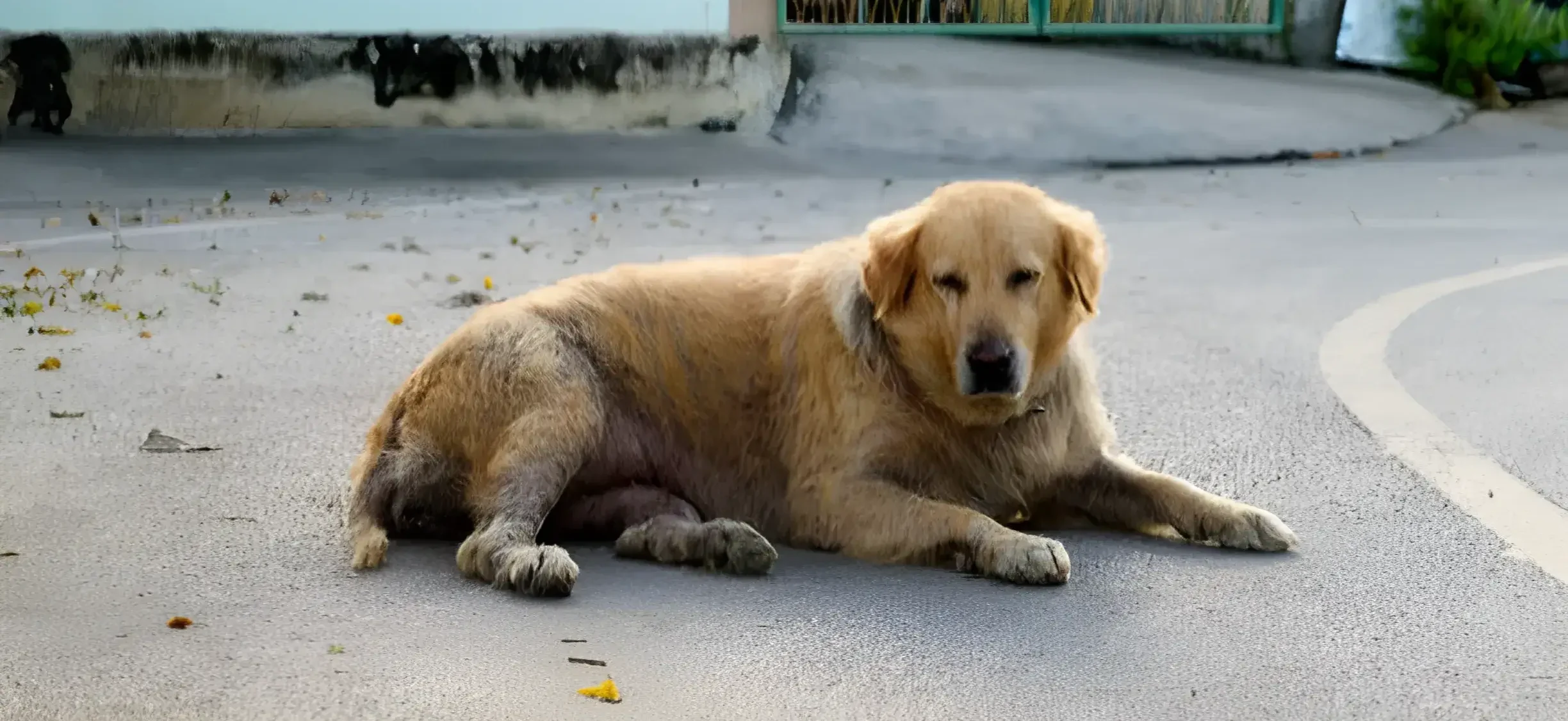 Golden Retriever Skin Diseases