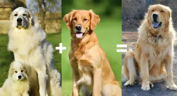 Great Pyrenees vs Golden Retriever: Protector or Playmate? Find Your Perfect Fit