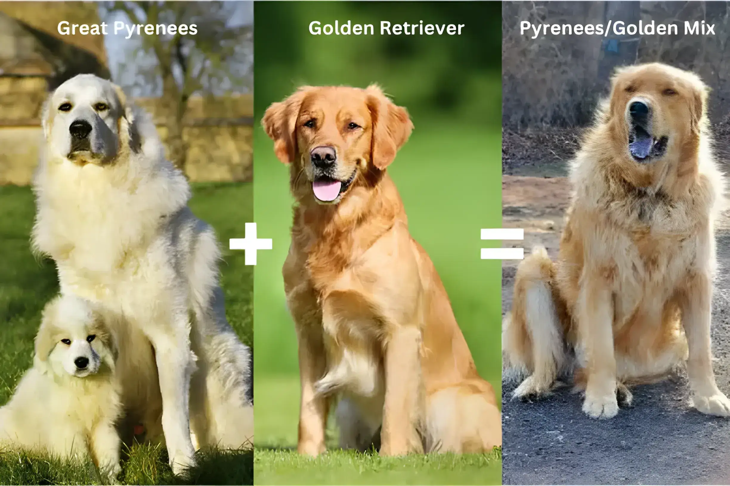 Great Pyrenees vs Golden Retriever