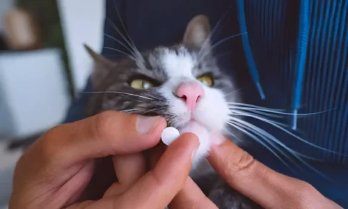 How Do I Get My Cat To Take A Pill? Vet-Approved Ways