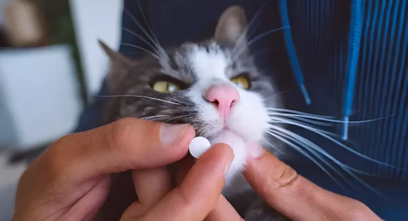 How Do I Get My Cat To Take A Pill? Vet-Approved Ways