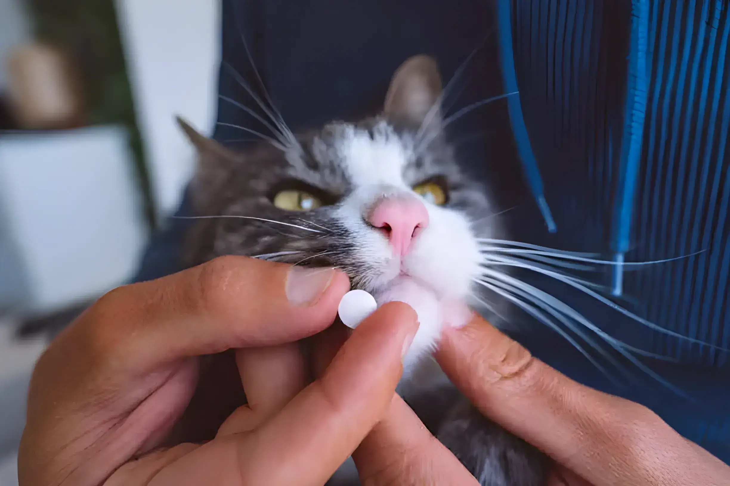 How Do I Get My Cat To Take A Pill
