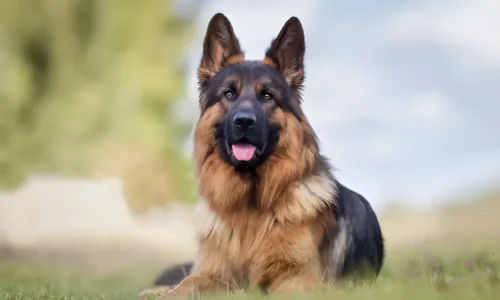 How Long Do German Shepherds Live? & How to Extend Their Years