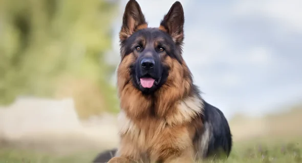 How Long Do German Shepherds Live? & How to Extend Their Years