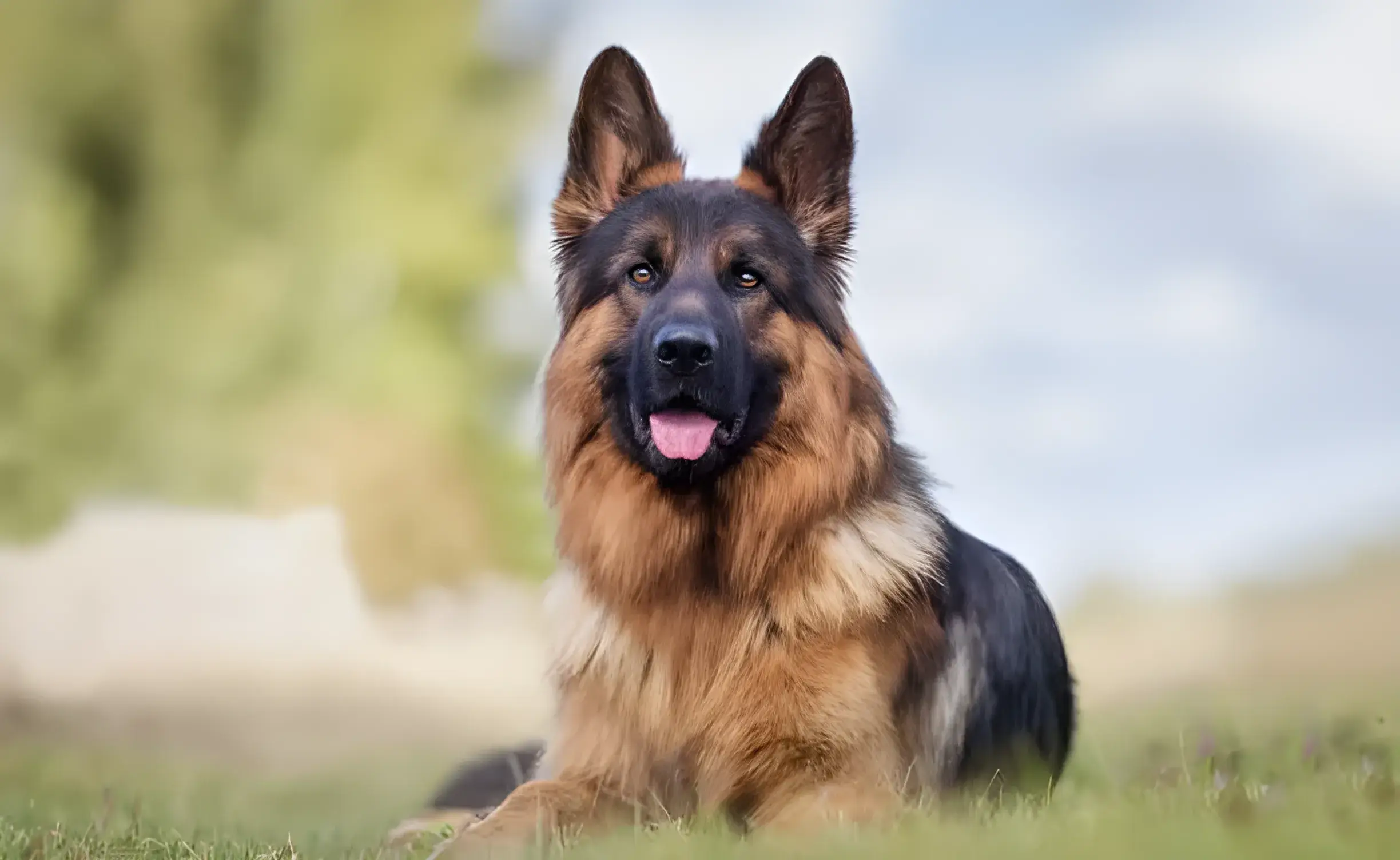 How Long Do German Shepherds Live