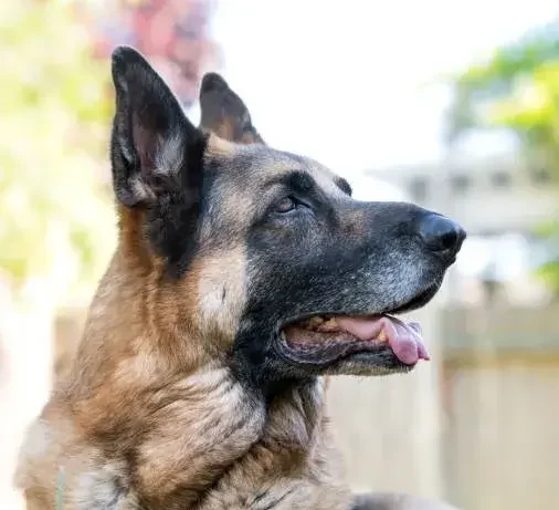 How Long Do German Shepherds Live