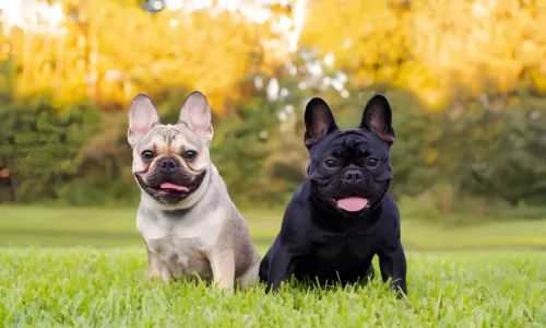 How Much Frenchie Puppies Cost in 2024? Exact Price