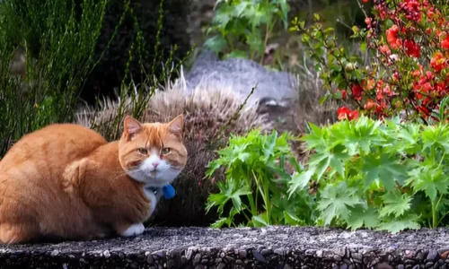Is Coleus Toxic to Cats? Yes! Here’s How to Protect Your Cat