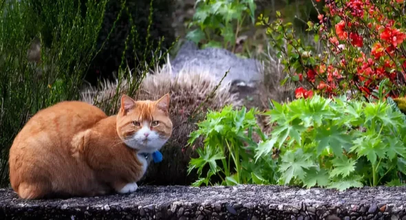 Is Coleus Toxic to Cats? Yes! Here’s How to Protect Your Cat