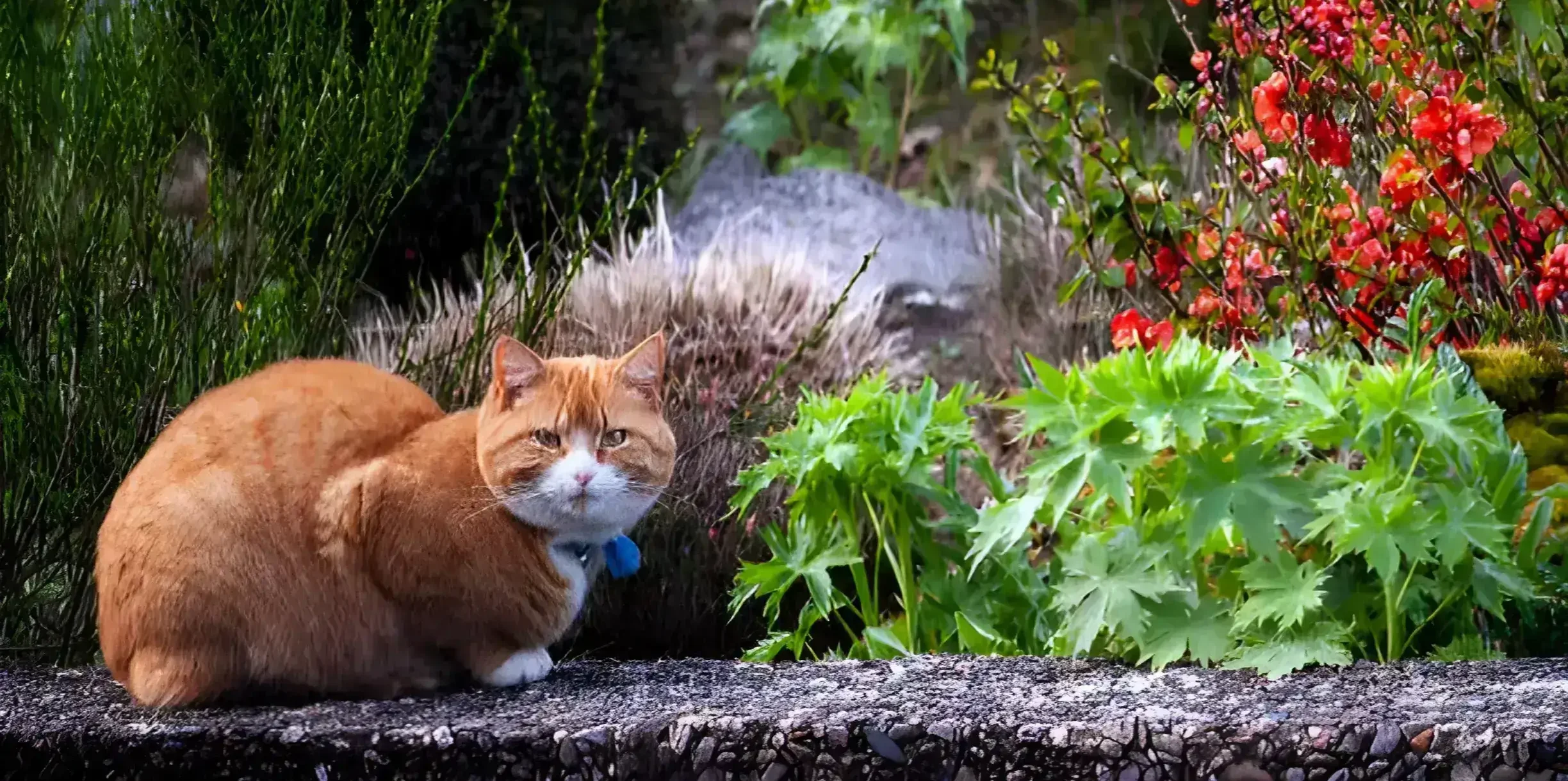 Is Coleus Toxic to Cats Yes