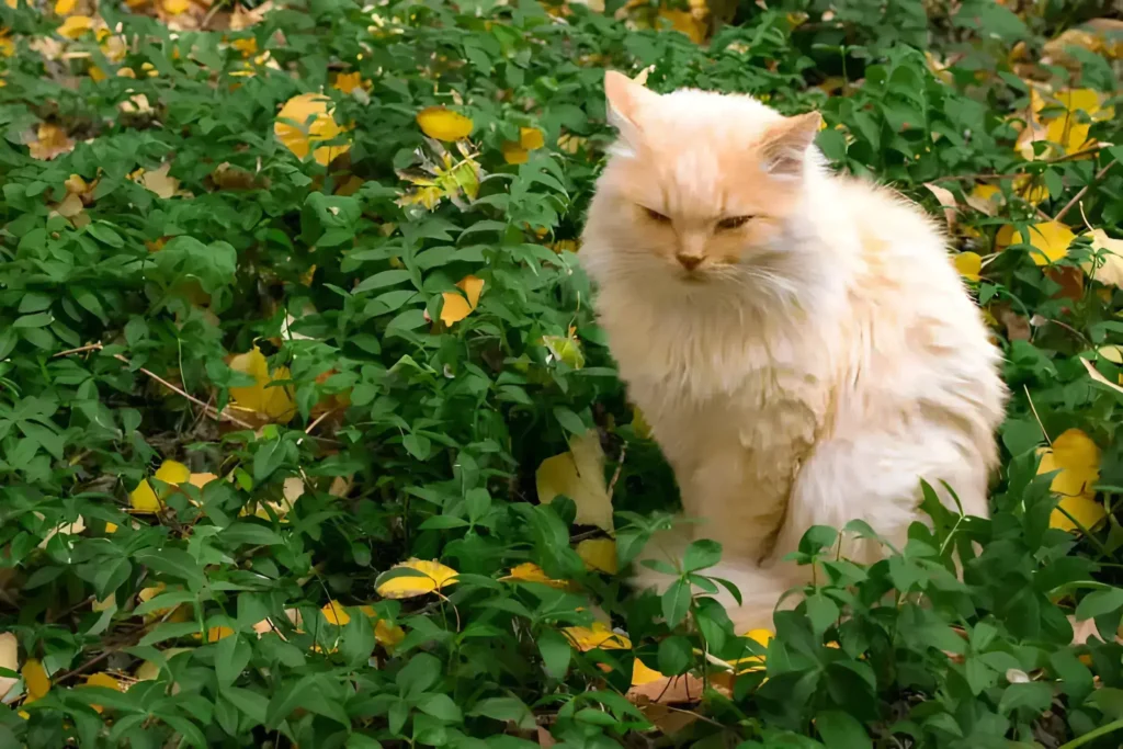 Is Coleus Toxic to Cats Yes