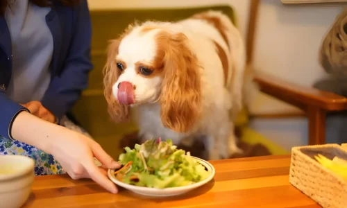 Is Kale Okay for Dogs? The Pros, Cons, & Safe Serving Tips