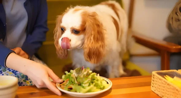Is Kale Okay for Dogs? The Pros, Cons, & Safe Serving Tips