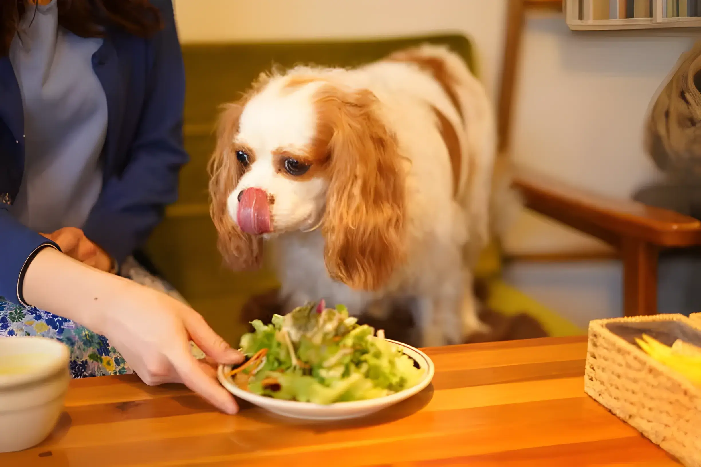 Is Kale Okay for Dogs