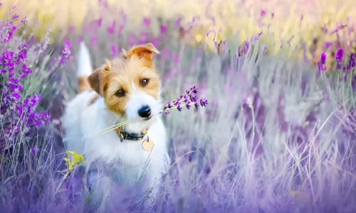 Is Lavender Poisonous to Dogs? Risks You Need to Know 