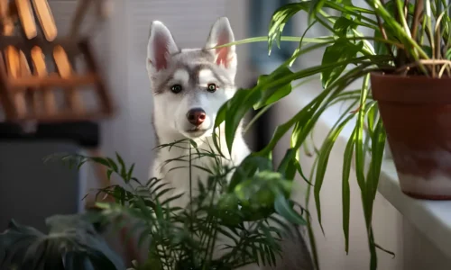 Is a Money Tree Safe for My Dog? Your Guide to Pet-Friendly Plants