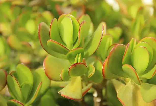 Jade Plant (Crassula ovata)