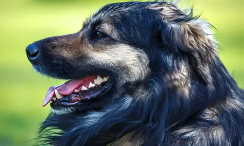 Karst Shepherd Dog Guide: Training, Temperament, and Modern Life