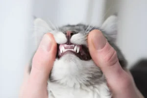 Kitten Teething Chart