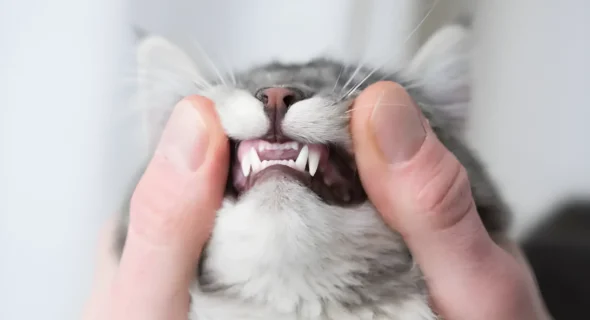 Kitten Teething Chart: Timeline, Relief Tips, What to Expect
