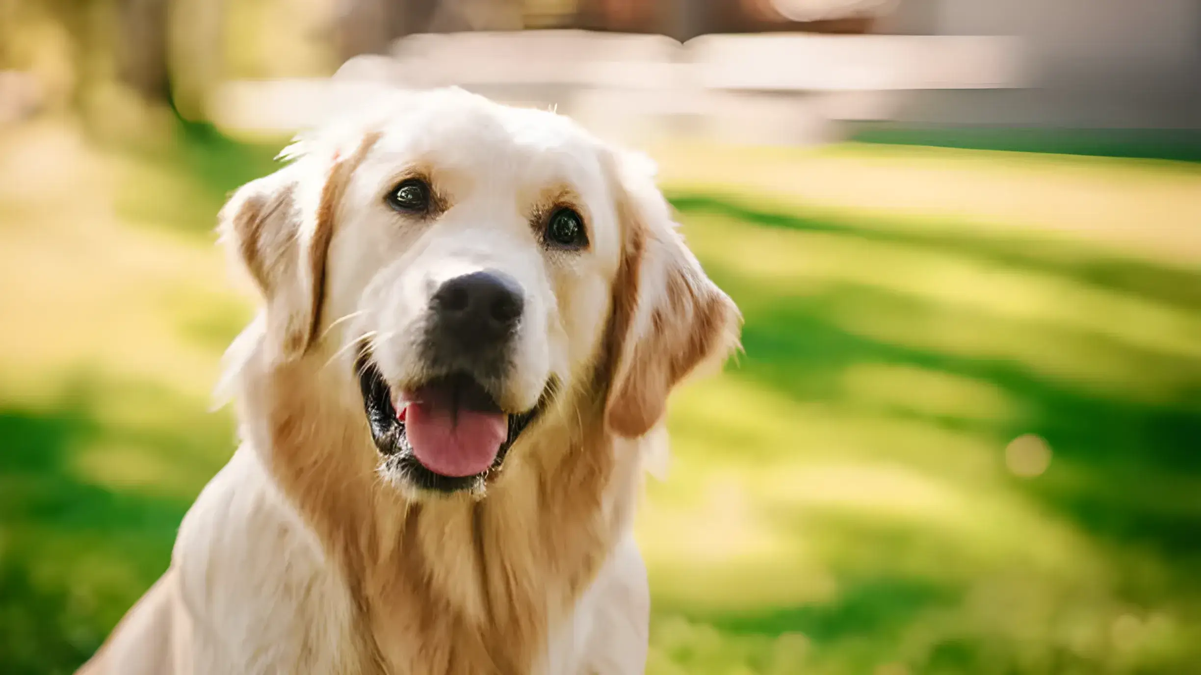 Large Breed Labrador