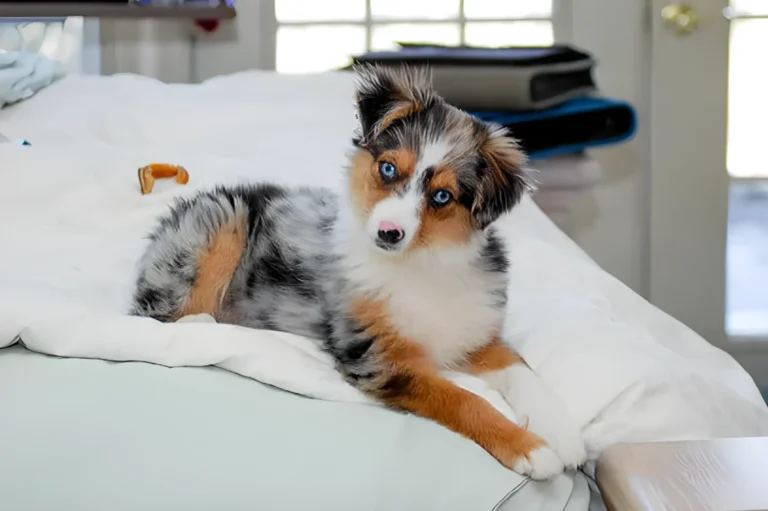 Miniature Australian Shepherd colors