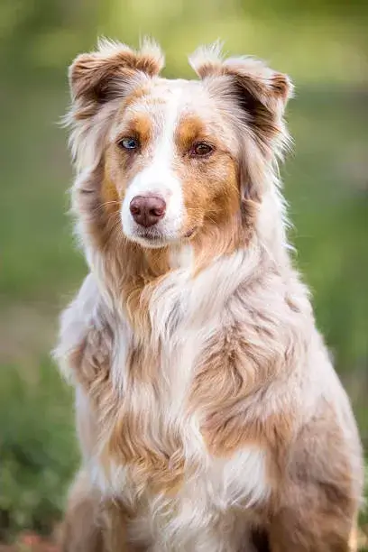 Miniature Australian Shepherd colors image