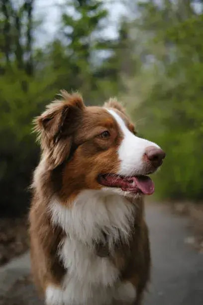 Miniature Australian Shepherd colors.image