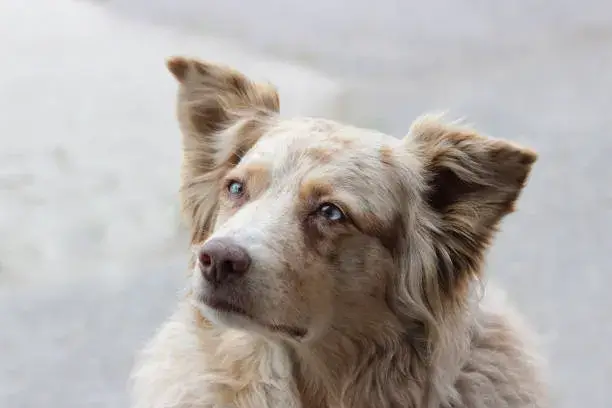 Miniature Australian Shepherd colors.