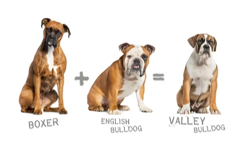 Is a Pocket Boxer Breed Right for You? Pros, Cons, and Finding a Safe Source