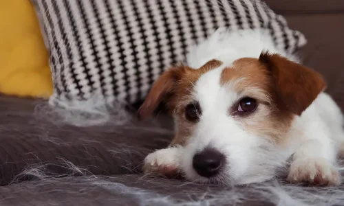 Short-Haired Dog Shedding Solutions to Win the Fur Wars