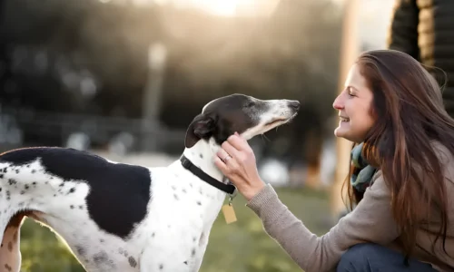 Your Guide to Short Haired Hypoallergenic Breeds: From Whippets to Xolos