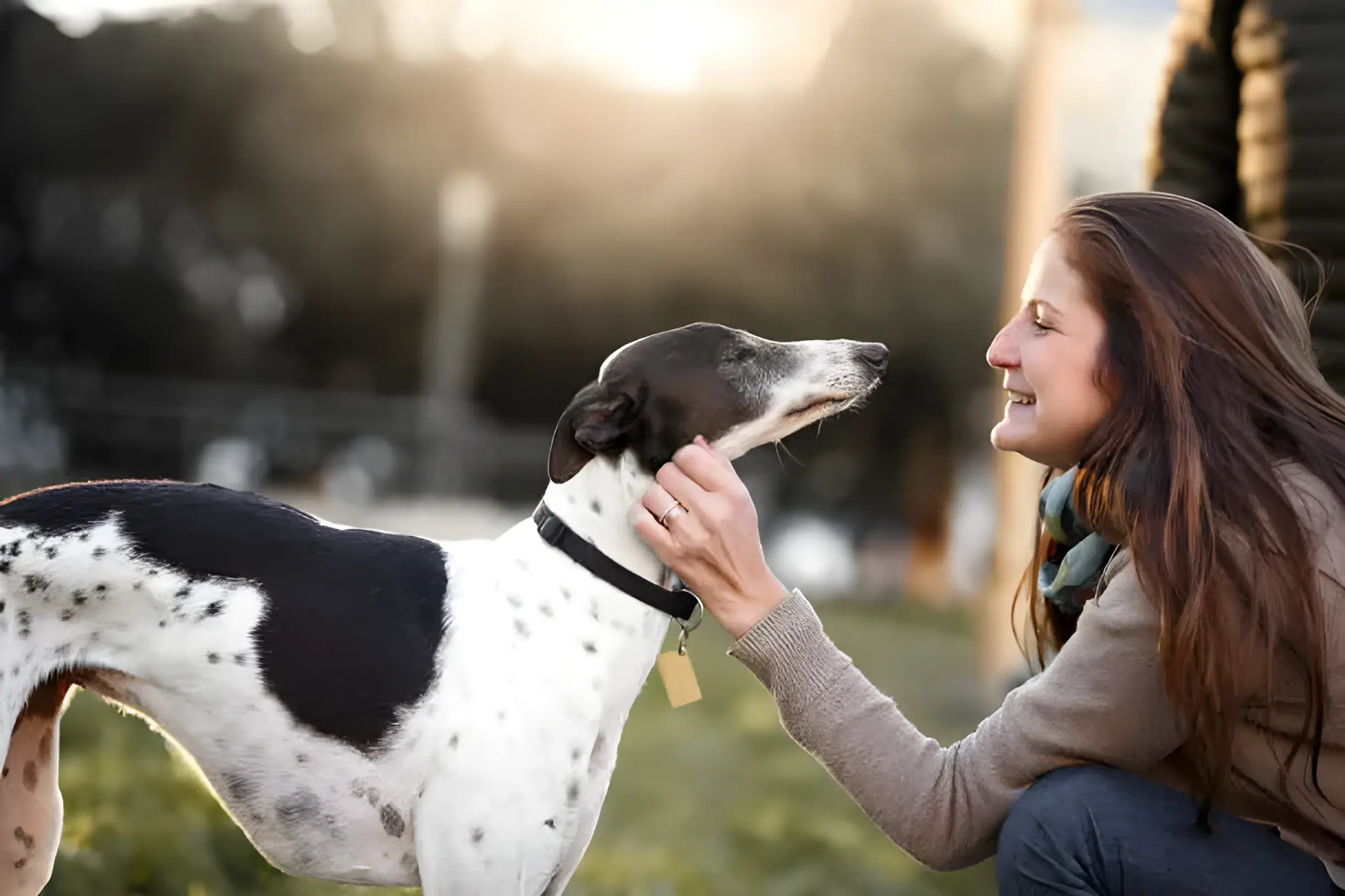 Short Haired Hypoallergenic Breeds