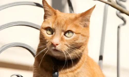 Short-Haired Orange Tabbies: Your Complete Guide (Care, Breeds, Facts)