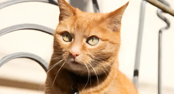 Short-Haired Orange Tabbies: Your Complete Guide (Care, Breeds, Facts)
