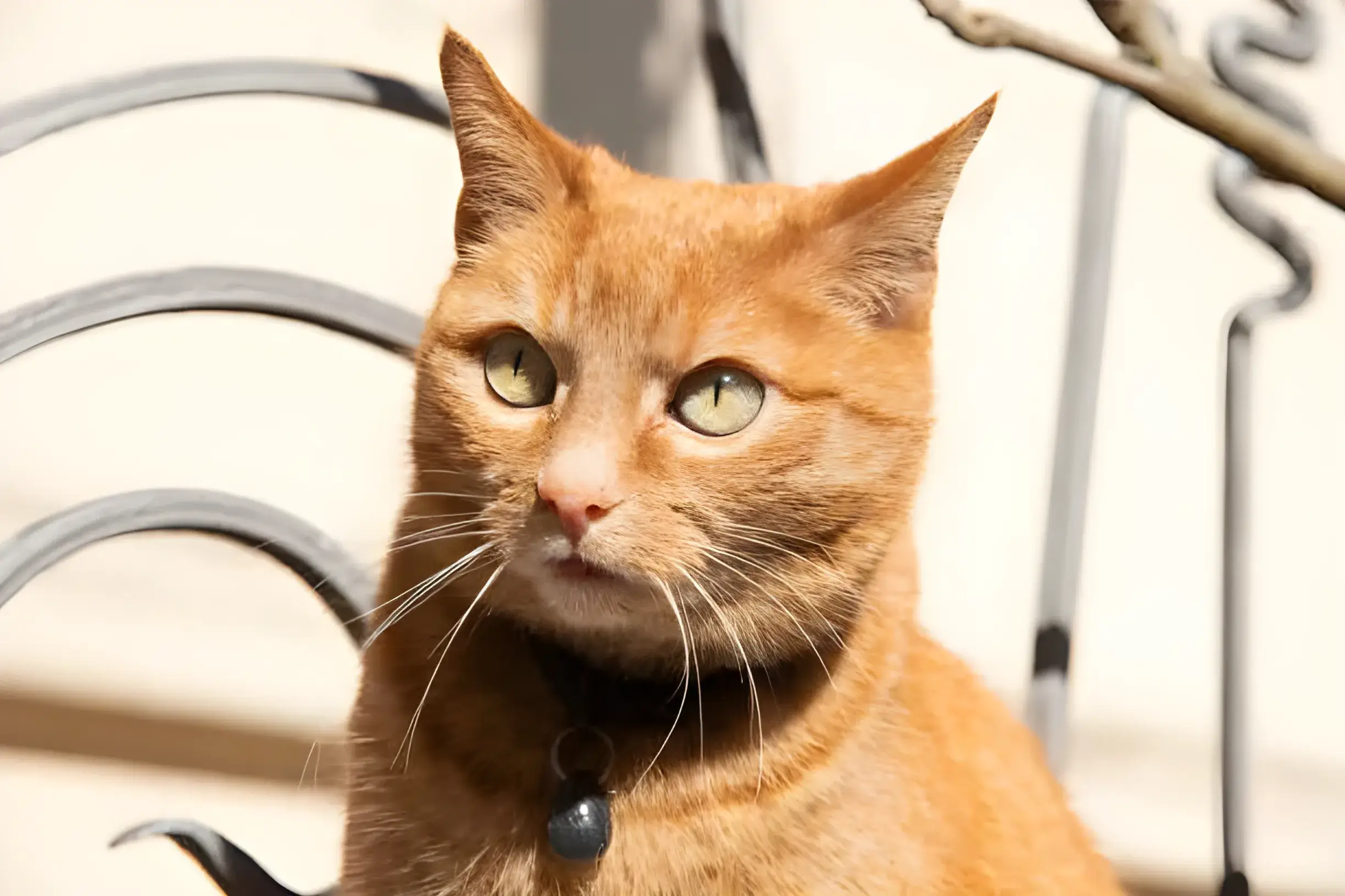 Short-Haired Orange Tabbies