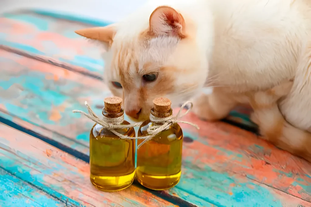 Should I Put Coconut Oil on My Cat? Benefits, Risks, Tips