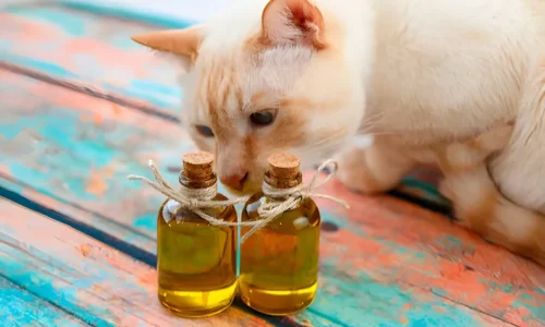 Should I Put Coconut Oil on My Cat? Benefits, Risks, Tips