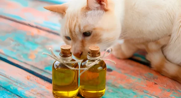 Should I Put Coconut Oil on My Cat? Benefits, Risks, Tips