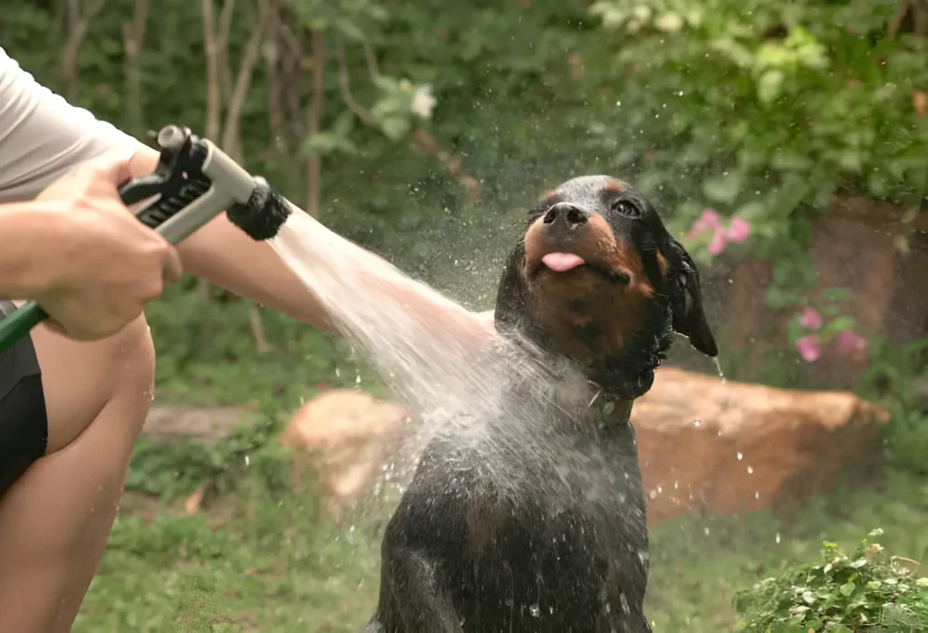 Should You Bathe Your Dog Twice a Week