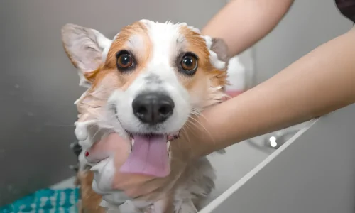 Should You Bathe Your Dog Twice a Week? Bathing Frequency Explained