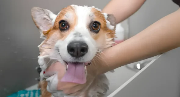 Should You Bathe Your Dog Twice a Week? Bathing Frequency Explained