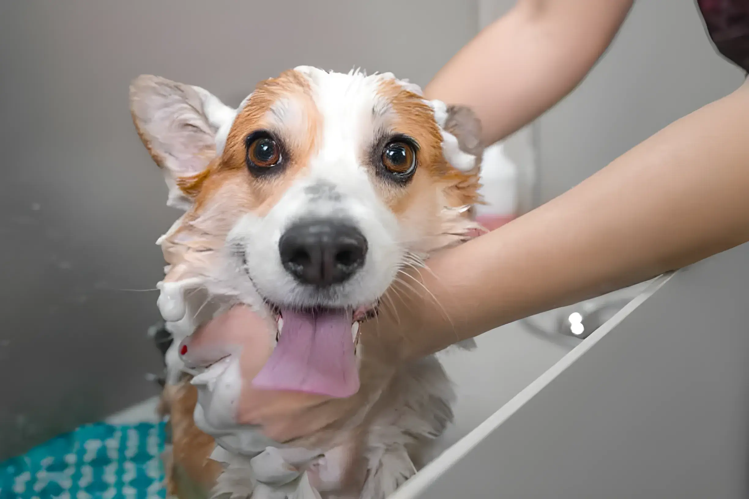 Should You Bathe Your Dog Twice a Week