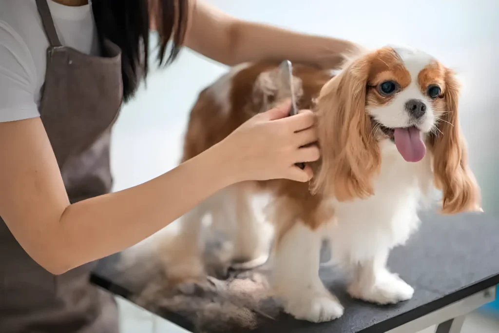 Should You Tip Your Dog Groomer