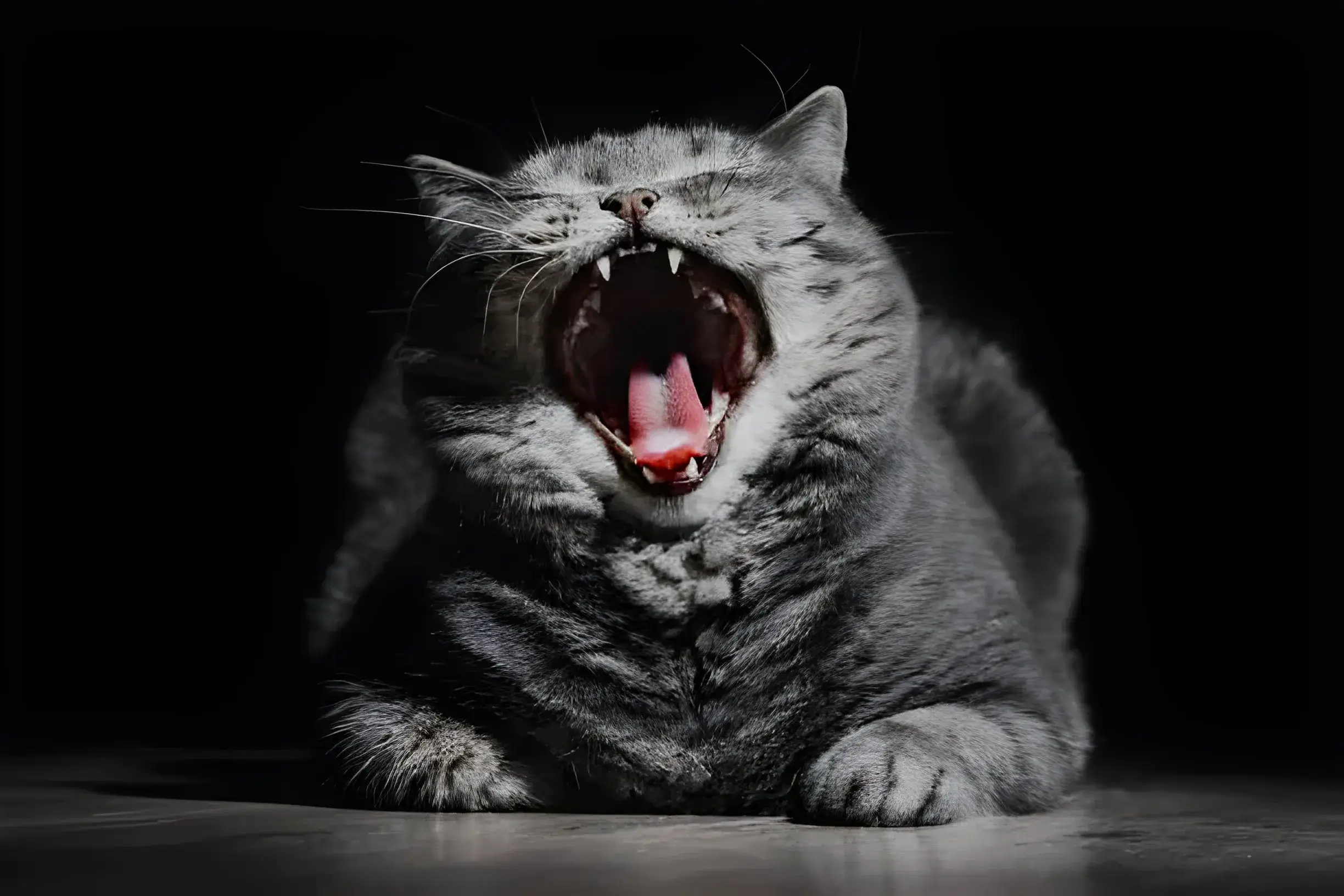 Stop Your Cat's Nighttime Meows