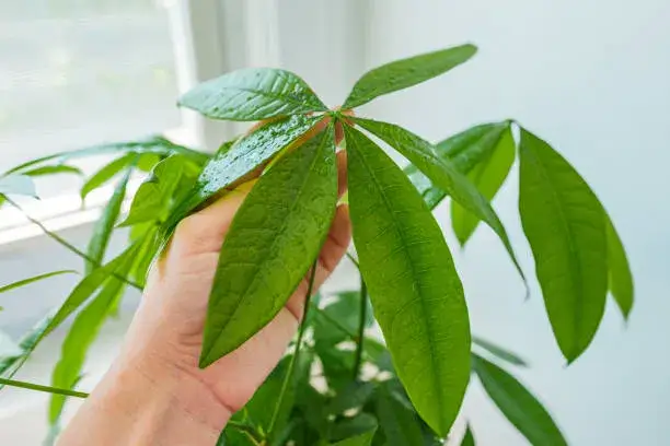 The True Money Tree (Pachira aquatica)