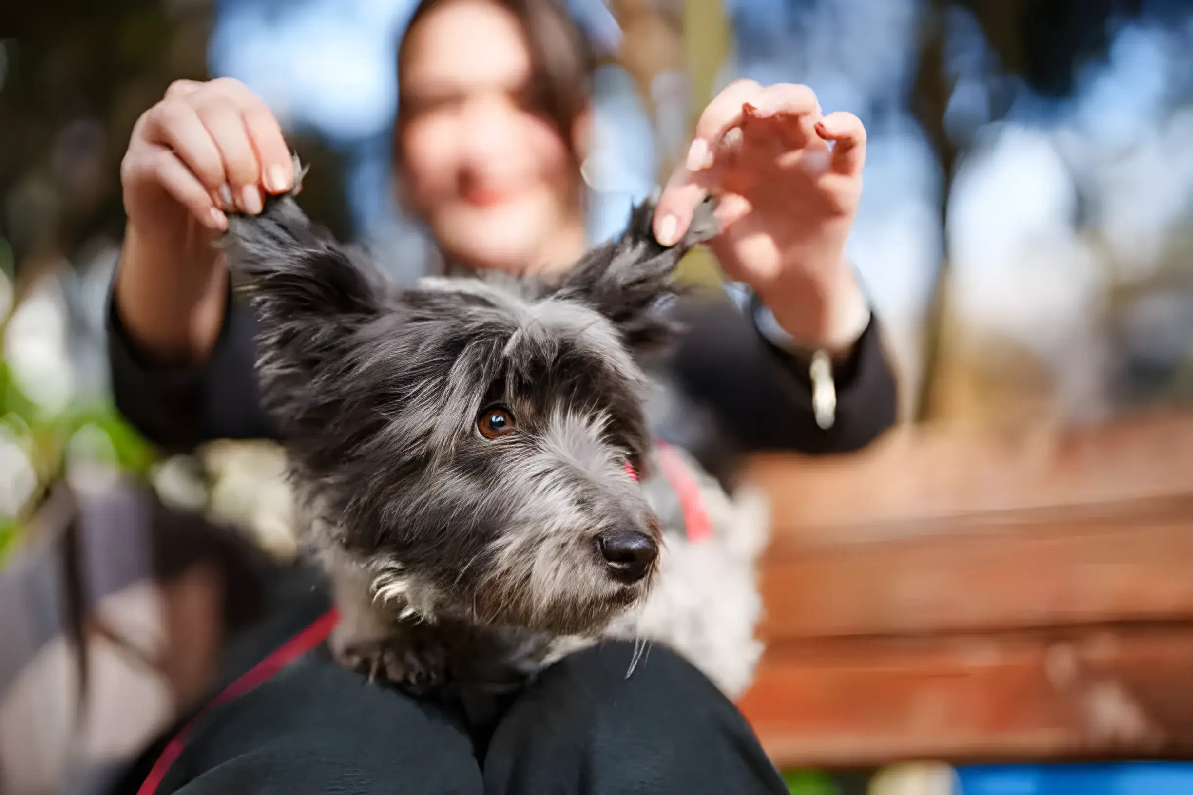 Top Hypoallergenic Dog Breeds for Allergy Sufferers