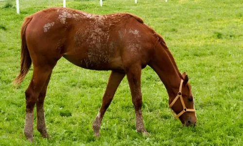 How to Treat Rain Rot in Horses Fast: Your Step-by-Step Guide