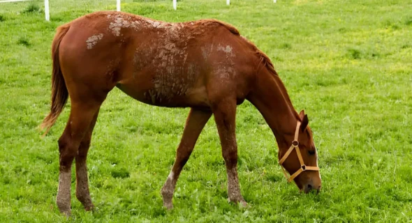 How to Treat Rain Rot in Horses Fast: Your Step-by-Step Guide
